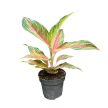 Aglaonema 'Eyecatcher'