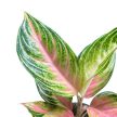 Aglaonema 'Eyecatcher'