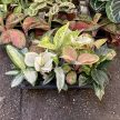 Aglaonema 'Eyecatcher'