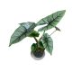 Alocasia 'Platinum' (Hydroplanted)
