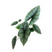 Alocasia 'Platinum' (Hydroplanted)