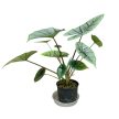 Alocasia 'Platinum' (Hydroplanted)