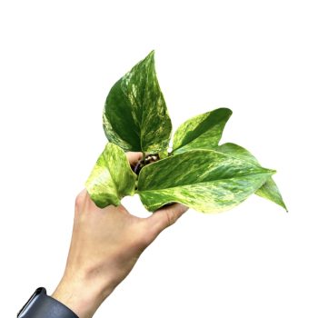 Epipremnum aureum 'Marble Queen' mini (Inplanted)