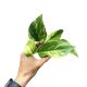 Epipremnum aureum 'Marble Queen' mini (Inplanted)