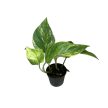 Epipremnum aureum 'Marble Queen' mini (Inplanted)