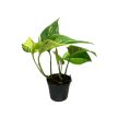 Epipremnum aureum 'Marble Queen' mini (Inplanted)