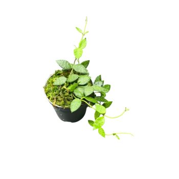 Dischidia hirsuta (Inplanted)