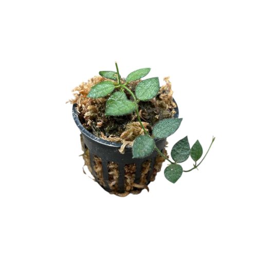 Dischidia hirsuta (Inplanted)