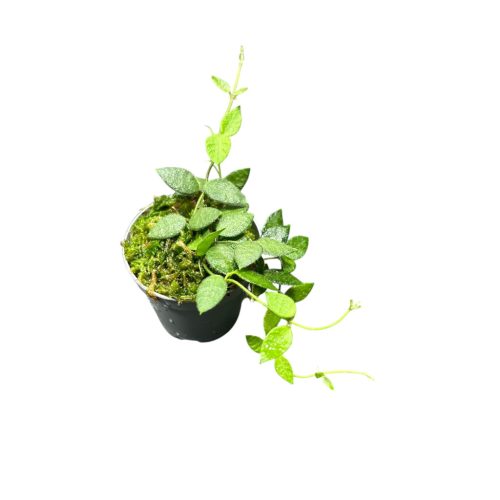 Dischidia hirsuta (Inplanted)