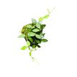 Dischidia hirsuta (Inplanted)