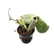 Hoya imbricata mini (Inplanted)