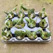 Hoya imbricata mini (Inplanted)