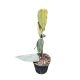 Philodendron burle-marxii 'Fantasy' (Inplanted)