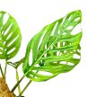 Monstera adansonii ssp. laniata kókuszkarón (Inplanted)