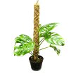 Monstera adansonii ssp. laniata kókuszkarón (Inplanted)