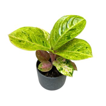 Aglaonema 'Apple Fantasy'