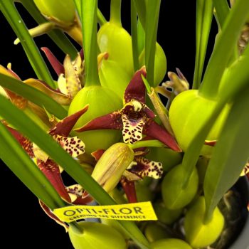   Maxillaria tenuifolia ("Kókusz orchidea") + kaspó