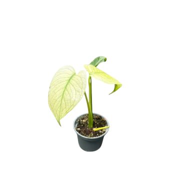 Monstera deliciosa 'White Monster' (mini)