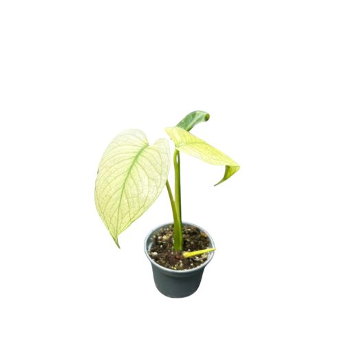 Monstera deliciosa 'White Monster' (mini)