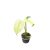 Monstera deliciosa 'White Monster' (mini)
