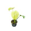 Monstera deliciosa 'White Monster' (mini)