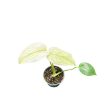 Monstera deliciosa 'White Monster' (mini)