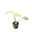 Monstera deliciosa 'White Monster' (mini)