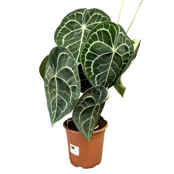 Anthurium clarinervium (XL)