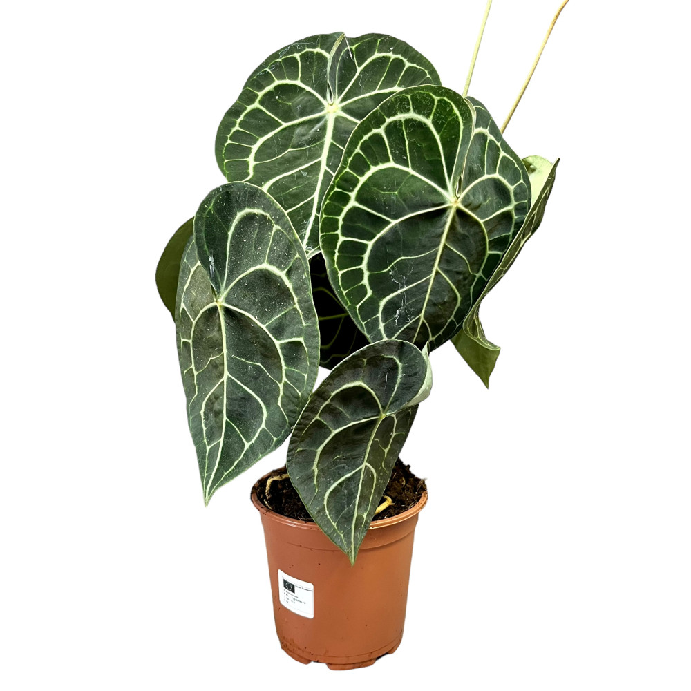 Grand Anthurium Clarinervium main image 1