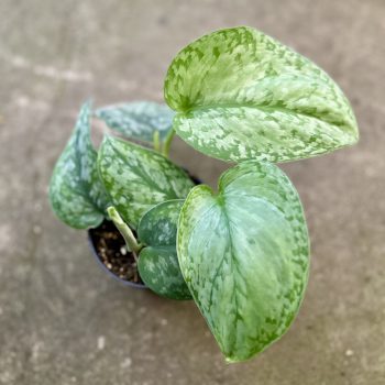   Scindapsus pictus 'Silver Splash' (Grower's Select)