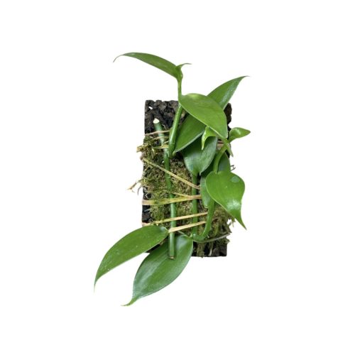 Vanilla planifolia on cork (Inplanted)