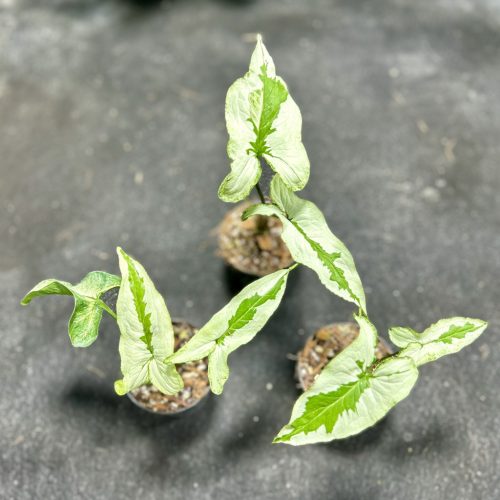Syngonium podophyllum 'Green Beauty' / 'White Twister' (Grower's Select)