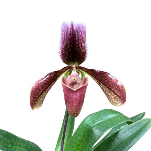 Paphiopedilum Harisianum Superbum 'Celle' (Papucsorchidea)