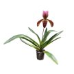 Paphiopedilum Harisianum Superbum 'Celle' (Papucsorchidea)