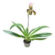 Paphiopedilum Harisianum Superbum 'Celle' (Papucsorchidea)