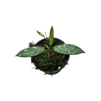 Hoya sungwookii (Inplanted)