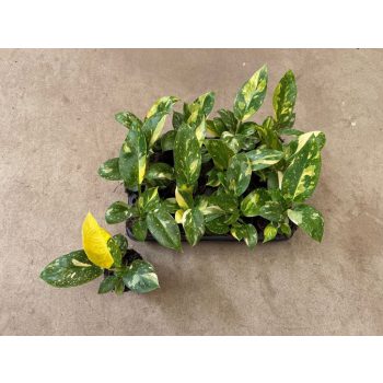 Philodendron 'Green Congo Variegata' (9 cm)