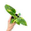 Philodendron 'Green Congo Variegata' (9 cm)