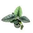 Alocasia sp. 'Platinum'