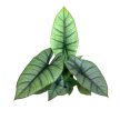 Alocasia sp. 'Platinum'