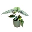 Alocasia sp. 'Platinum'