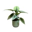 Alocasia sp. 'Platinum'