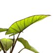 Alocasia sp. 'Platinum'