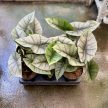 Alocasia sp. 'Platinum'