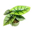 Alocasia sp. 'Platinum'