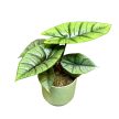 Alocasia sp. 'Platinum'
