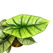Alocasia sp. 'Platinum'