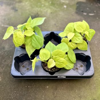 Philodendron scandens 'Lemon Lime' (3 pcs)