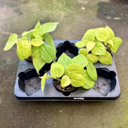 Philodendron scandens 'Lemon Lime' (3 pcs)