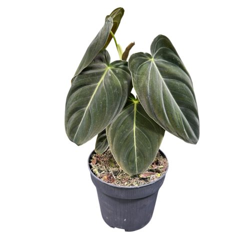 Philodendron melanochrysum (BE)